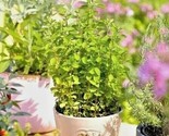 500 Seeds Italian Oregano Seed Organic Herb Patio Container Vegetable Ga... - $8.99