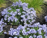 Sale 200 Seeds Blue Eyed Grass (Western Or Californian) Sisyrinchium Bel... - £7.89 GBP