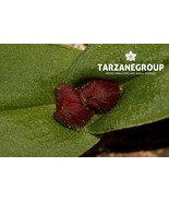PORPAX FIBULIFORMIS MINIATURE ORCHID MOUNTED - $37.00