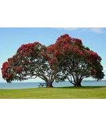 10 New Zealand Christmas Tree Metrosideros tomentosa seeds  - $9.98