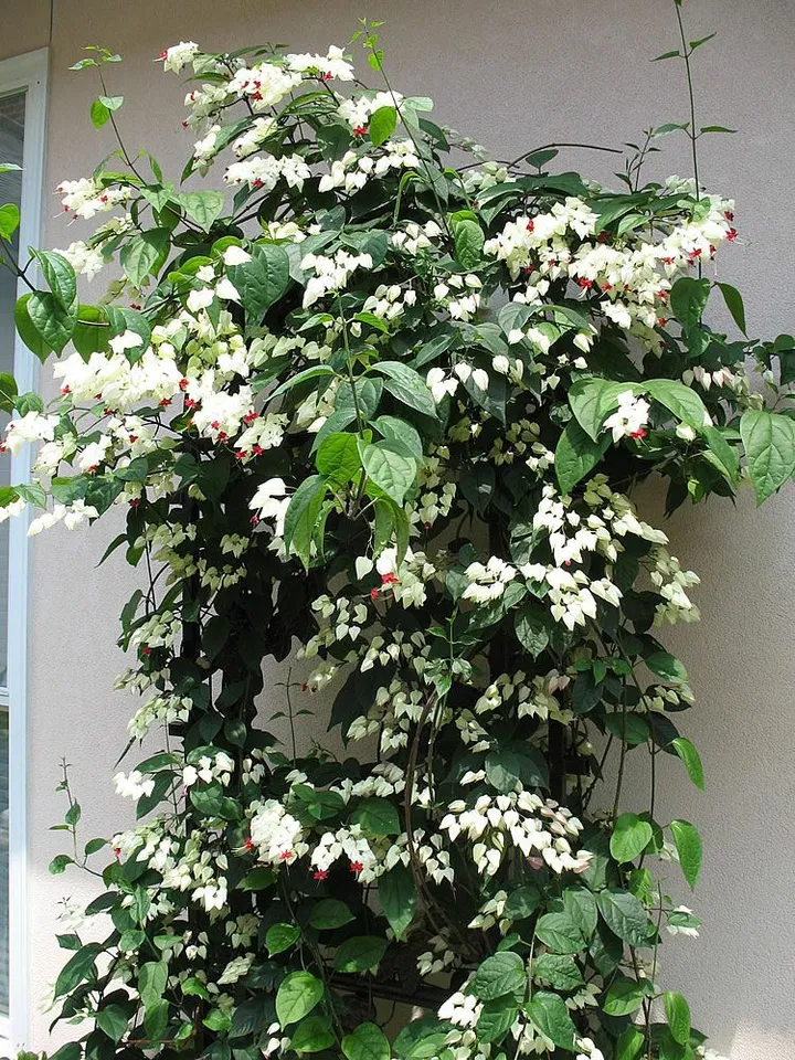 Bleeding heart Rooted Starter Plant Clerodendrum thomsonia White &amp; Red Blooms - £36.70 GBP
