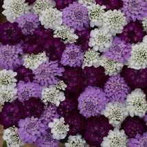 50 Iberis Flash Brilliant Mix Candytuft Evergreen Deer Resistant Flower ... - £10.71 GBP