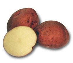 Red Pontiac - 2 lbs pounds- Certified Whole Seed Potatoes for Spring - $42.99