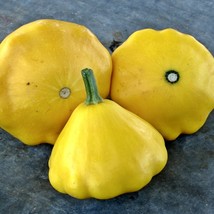 USA SELLER Yellow Scallop Summer Squash 20 Vegetable - £13.41 GBP