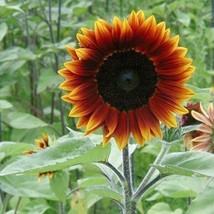 100 Earthwalker Sunflower Seeds Colorful Rare Beautifully Fresh Garden USA - £9.08 GBP