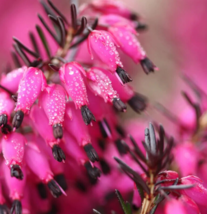 25 Pc Seeds Bright Pink Bleeding Heart Flower, Bleeding Seeds for Planting | RK - £13.77 GBP