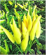 Pod Pepper Yellow Cluster of Hot Chili Vegetable Seeds, original pack, e... - £8.73 GBP