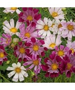 30 Fresh Flower Seeds Cosmos Seashells  - $5.98