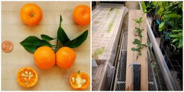 Calamondin/Calamansi Orange 24-36&quot; Tall Live Plant, Gal. Pot, Citrus mitis - H03 - £135.88 GBP