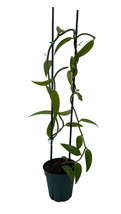 Vanilla Vine Orchid Plant - Vanilla planifolia - 4.5&quot; Pot with Support Stakes - £101.02 GBP