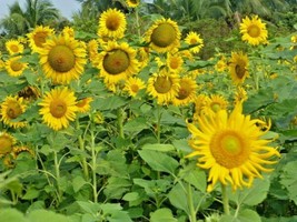 200 Seeds Peredovik Black Oil Sunflower Swift Growth Heirloom Seeds Enjoy Garden - £6.51 GBP