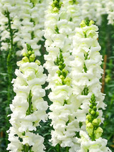 Bellfarm® Tall White Snapdragon Seeds - £7.85 GBP