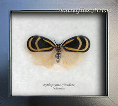Real Cicada Bythopsyrna Circulata Entomology Collectible Museum Quality ... - $42.99