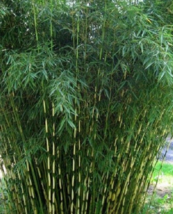 50 Pc Seeds Pingwu Bamboo Privacy Plant, Bamboo Seeds for Planting | RK - £13.27 GBP