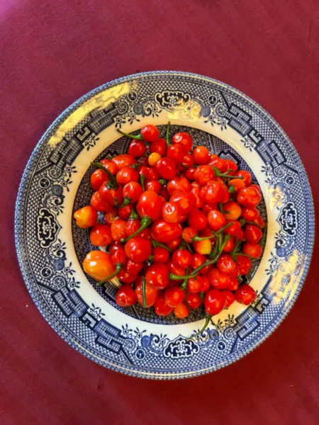 40 Trinidad Scorpion And Peppadew Pepper Seeds Super Hot Sweet Prolific ... - $9.54 CAD