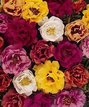 50 Seeds Moss Rose Tequila Mix Portulaca Succulant Ground Cover Annual - $16.65