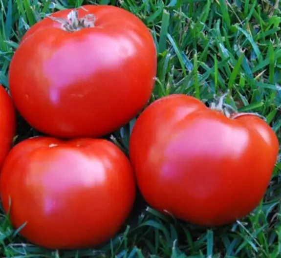 Boxcar Willie Tomato Seeds 50+ Indeterminate Vegetable Garden - £4.49 GBP