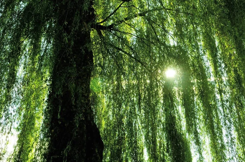 Must‑Have Weeping Willow Plant Live Plant Fast Growing Arching Canopy - €16,74 EUR