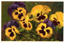 Purple and Yellow Pansies Floral Postcard - £6.94 GBP