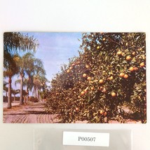 Palm Bordered Orange Grove Florida 1950s Postcard FL PC 1955 Ocala Photo - $9.89