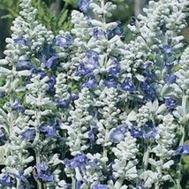 HS Salvia Silvery Blue Strata Flower Seeds / Perennial / Deer, 100 Pure Seeds - £6.25 GBP