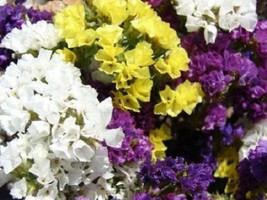 VP Pacific Mix Statice Sinuata Sea Lavender Limonium Latifolia Flower 50 Seeds - £3.85 GBP