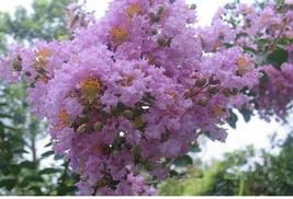 Snow Violet Exotic Crape Myrtle For Garden Flower House Plant Bush 20 Seeds - £10.38 GBP