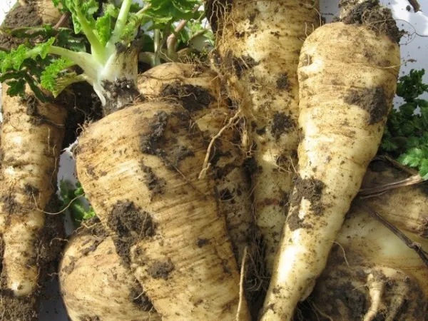 200+Parsnip Seeds All American Parsnip Seeds(Pastinaca Sativa) Usa Fresh - £5.44 GBP