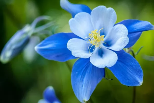Fresh 100 Blue Colorado Columbine Flower Seeds Non-Gmo Ship From Usa - £12.59 GBP