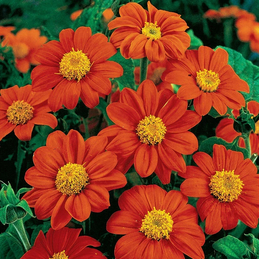 Tithonia Mexican sunflower Plant Live, Florist Choice Flower, (Fiesta De... - $371.21 MXN