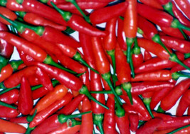 30 Pepper, Tabasco Hot Pepper Vegetable Seeds - £14.09 GBP