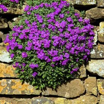 Purple Rock Cress Groundcover Plant Seeds - £6.38 GBP