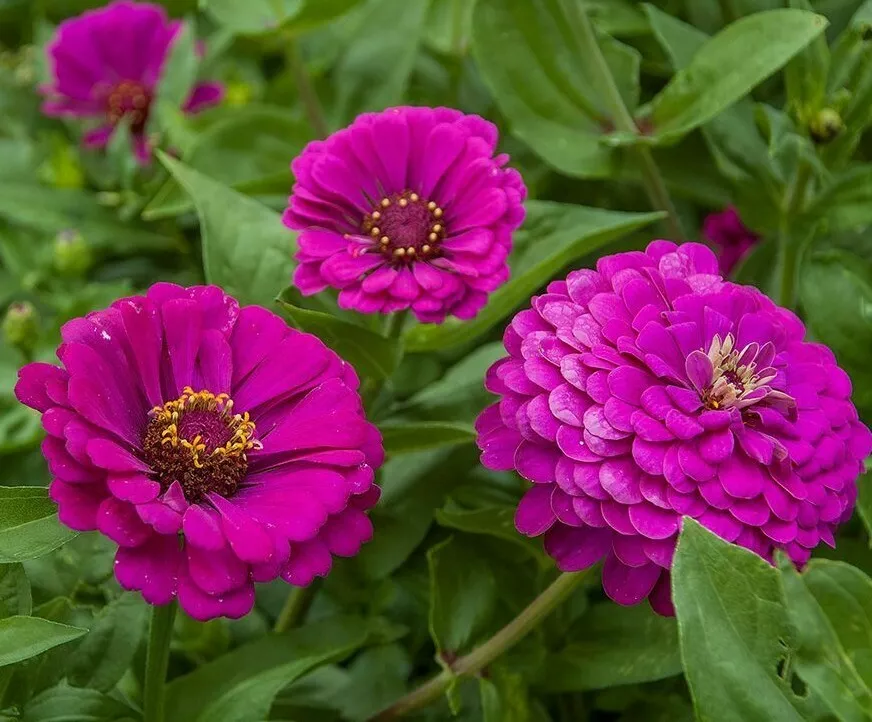 Purple Prince Zinnia Flower Seeds 100 Annual Garden Birds Bees USA Seller - £6.48 GBP