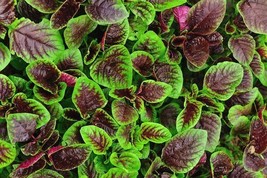 500 Red Garnet Amaranth Seeds Non Gmo Organic Open Pollinated - $6.00