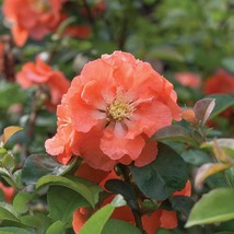 4&quot;Pot Peach Double Take Chaenomeles Plant Flowering Quince Graden Proven Winners - £58.52 GBP
