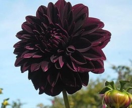 Dahlia Black blacl+20+Seeds+Equisite+See Listing - £10.44 GBP