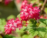 Red Flowering Currant Plants- Large 2 year old bare root plants - £18.60 GBP+