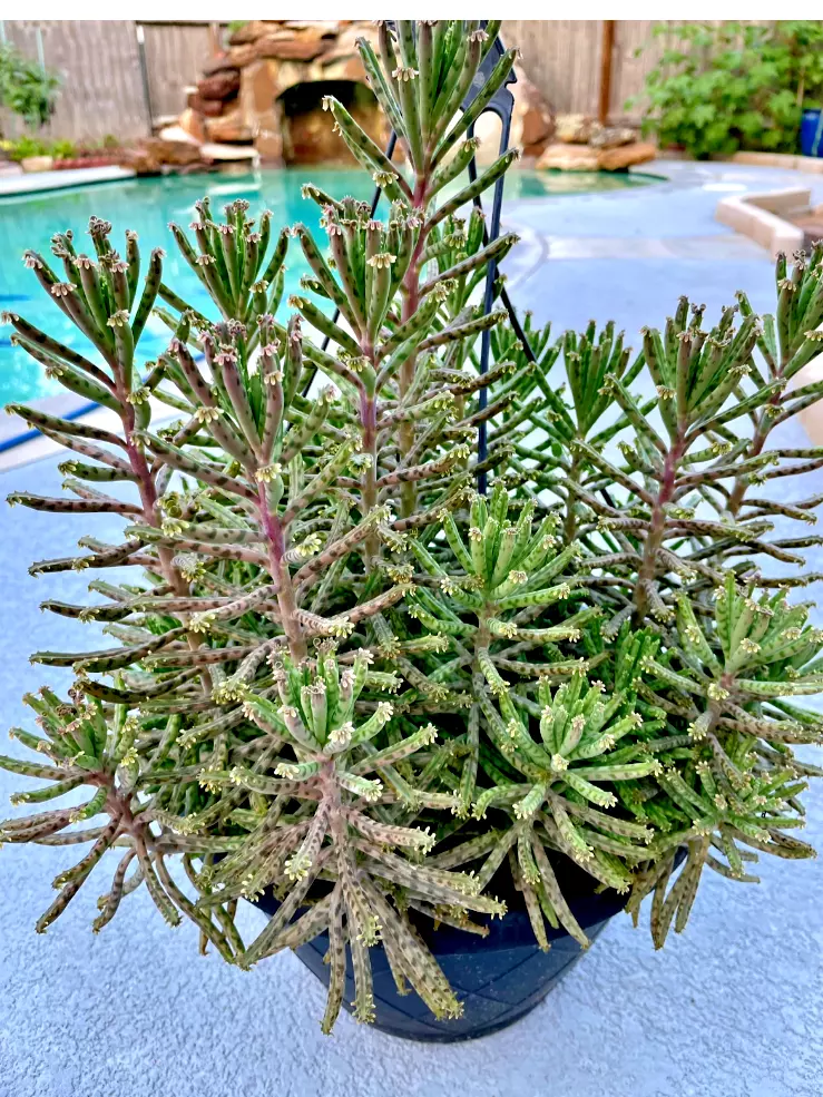 Kalanchoe Bryophyllum Tubiflora Mother of Thousands Chandelier in 4&quot; Pot - $33.00