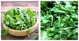 240 Seeds Eruca Salad Rocket Arugula Organic Vegetable Rucola Colewort - £11.75 GBP