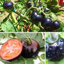 Black Tomato Seeds - £4.75 GBP