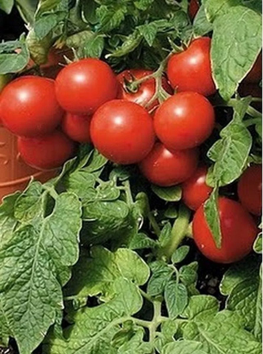 50 Fresh Seeds Tomato Large Cherry Red - $11.79