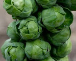 Long Island Brussels Sprout Seeds 200 Seeds Non-Gmo Fast Shipping - £6.41 GBP