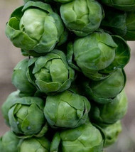 Long Island Brussels Sprout Seeds 200 Seeds Non-Gmo Fast Shipping - £6.38 GBP