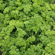 200 Parsley Triple Curled Seeds NON GMO lanandlan - £3.95 GBP