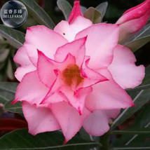 Light Pink Adenium Perennial Bonsai Seeds 2 Seeds 6 Layer Big Bloomsn Big Blooms - $6.22