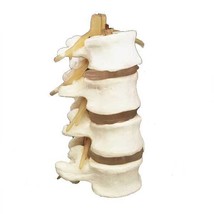 Anatomical Budget 4 part Lumbar Set Spinal Cord - £21.33 GBP