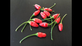 25 Seeds Pequin Pepper Garden Vegetables Planting  - $7.17