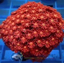  Oxalis Plants Wood Sorrel Flower Oxalis Purple Shamrock Clover, 100 PCS... - $16.35