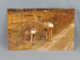 Vintage Postcard - Mule Deer British Columbia - Traveltime - £11.74 GBP