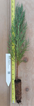 Giant Sequoia Trees- Sequoiadendron giganteum - 12 - 18 Inch Potted Seedlings - £17.37 GBP+